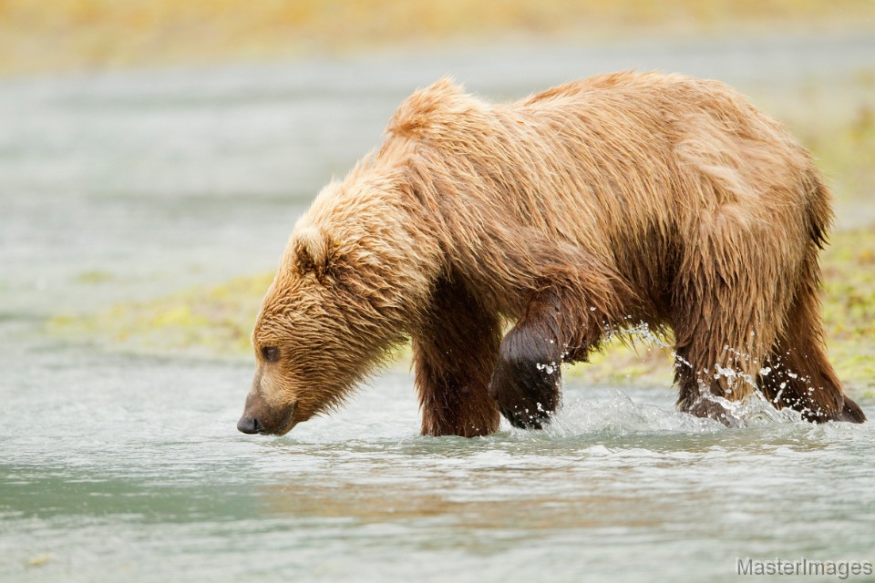 soft brown bear